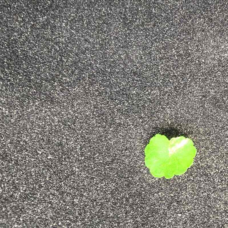 Stóráil Fuinnimh Carbón Gníomhachtaithe Shell Cnó cócó